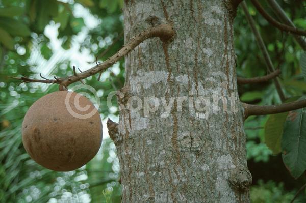 Pink blooms; Evergreen; Needles or needle-like leaf