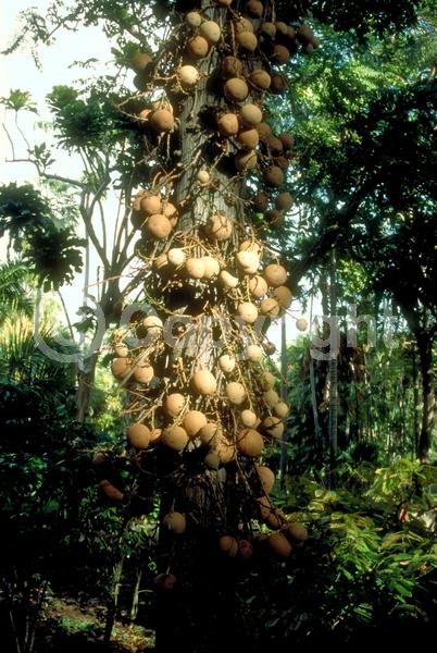 Pink blooms; Evergreen; Needles or needle-like leaf