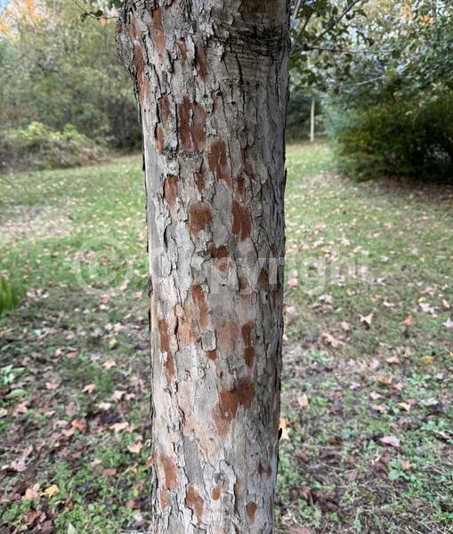 White blooms; Deciduous; Broadleaf; North American Native