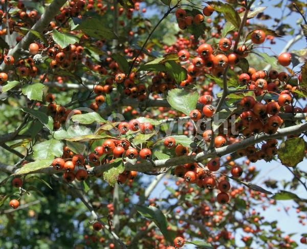 White blooms; Deciduous; Broadleaf; North American Native