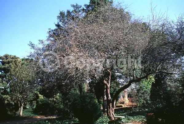 White blooms; Deciduous; Broadleaf; North American Native