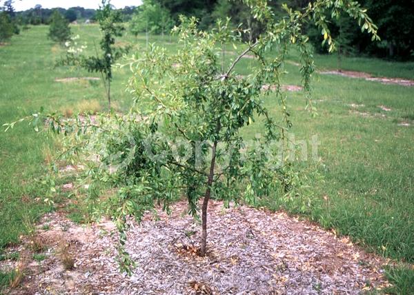 White blooms; Deciduous; Broadleaf; North American Native