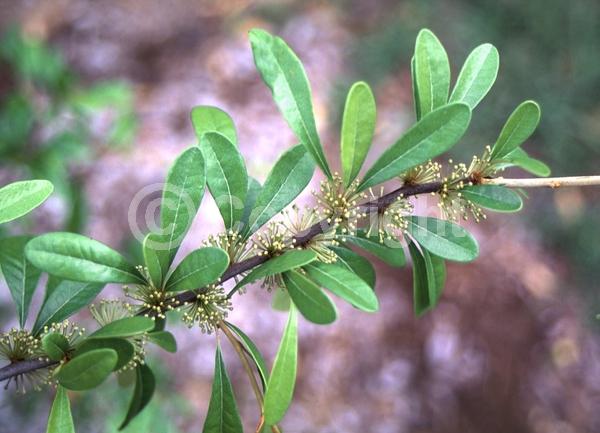 White blooms; Deciduous; Broadleaf; North American Native
