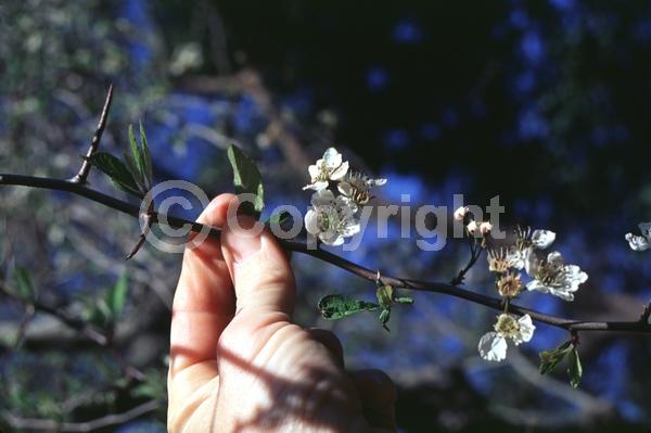 White blooms; Deciduous; Broadleaf; North American Native