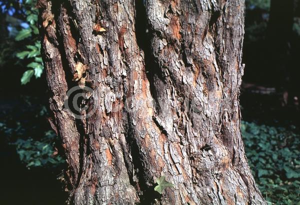 White blooms; Deciduous; Broadleaf; North American Native