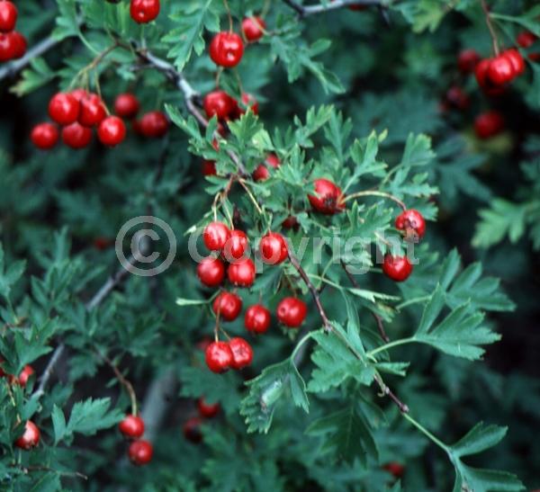 Red blooms; Deciduous