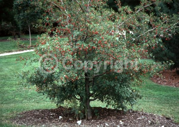 Red blooms; Deciduous