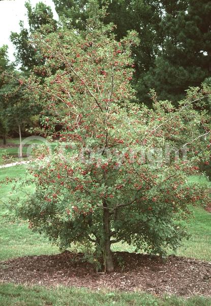Red blooms; Deciduous