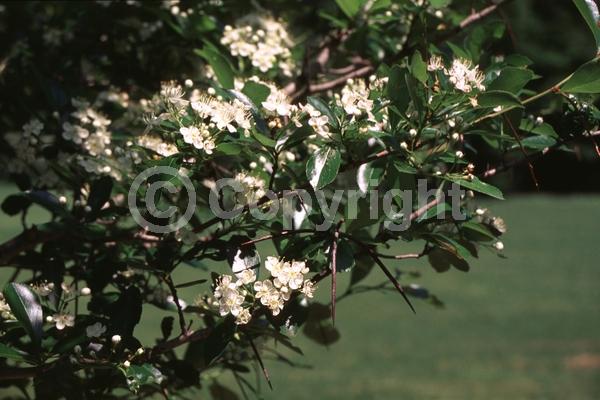 White blooms; Deciduous; Broadleaf