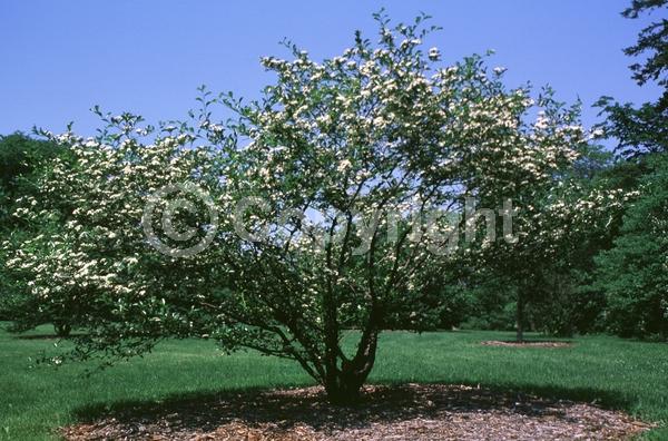 White blooms; Deciduous; Broadleaf