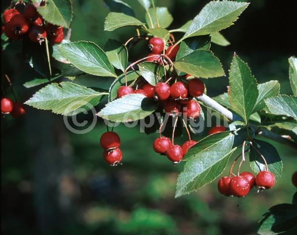 White blooms; Deciduous; Broadleaf