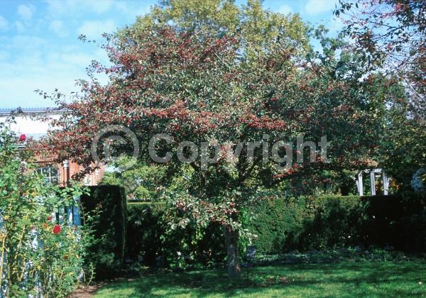 White blooms; Deciduous; Broadleaf
