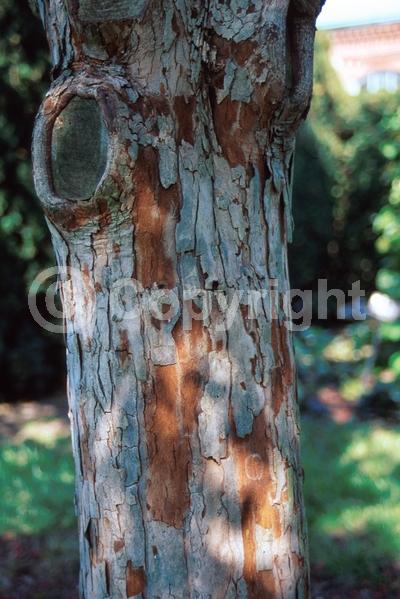 White blooms; Deciduous; Broadleaf