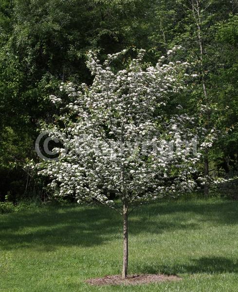 White blooms; Deciduous; Broadleaf; North American Native