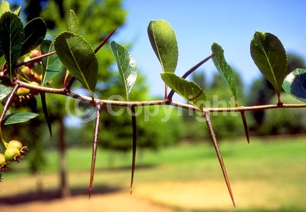 White blooms; Deciduous; Broadleaf; North American Native