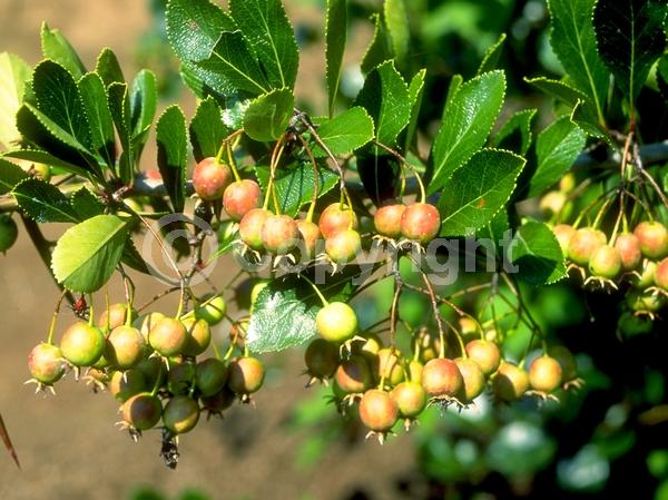 White blooms; Deciduous; Broadleaf; North American Native