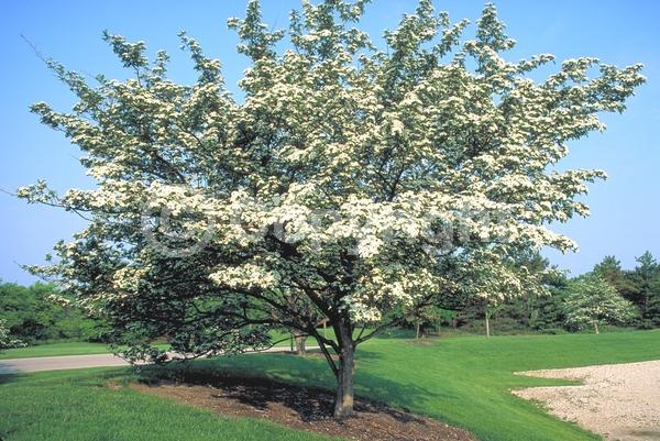 White blooms; Deciduous; Broadleaf; North American Native