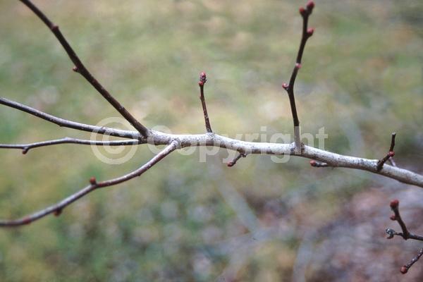 White blooms; Deciduous; Broadleaf; North American Native