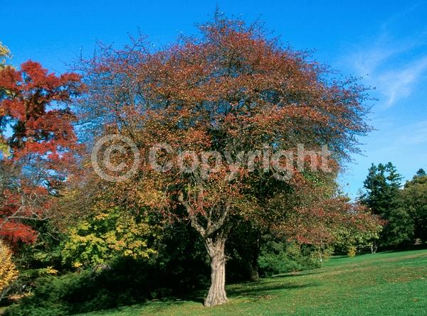 White blooms; Deciduous; Broadleaf; North American Native