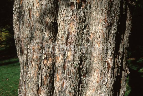 White blooms; Deciduous; Broadleaf; North American Native