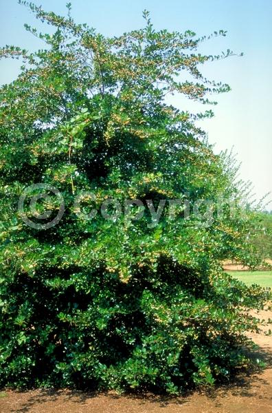 White blooms; Deciduous; Broadleaf; North American Native