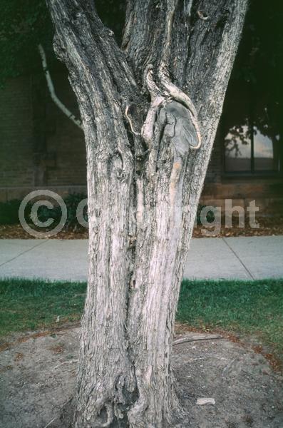 White blooms; Pink blooms; Lavender blooms; Deciduous; Broadleaf