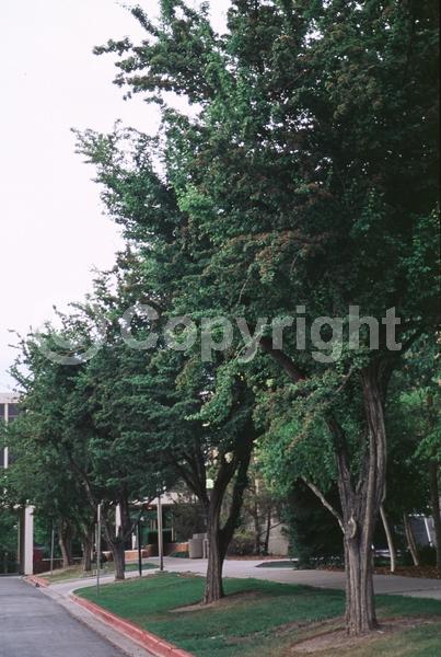 White blooms; Pink blooms; Lavender blooms; Deciduous; Broadleaf
