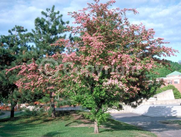 White blooms; Pink blooms; Lavender blooms; Deciduous; Broadleaf