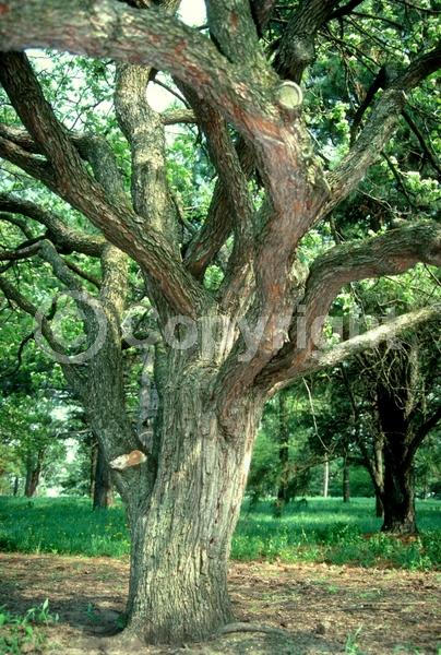 White blooms; Pink blooms; Lavender blooms; Deciduous; Broadleaf; North American Native