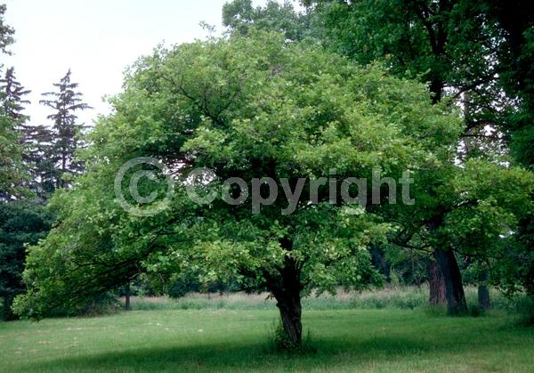 White blooms; Pink blooms; Lavender blooms; Deciduous; Broadleaf; North American Native