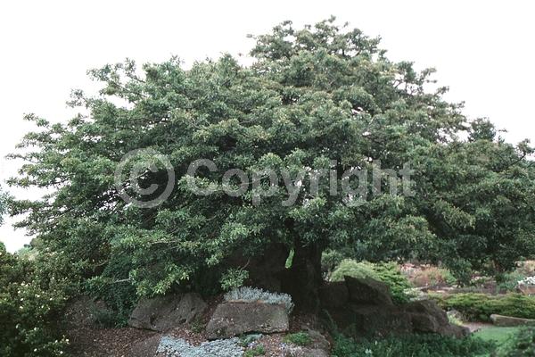 White blooms; Pink blooms; Lavender blooms; Deciduous; Broadleaf