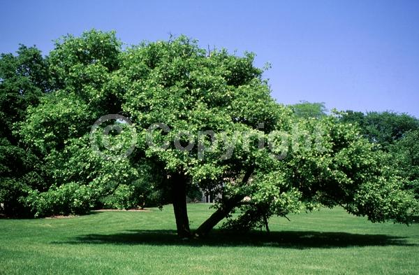 White blooms; Deciduous; Broadleaf; North American Native