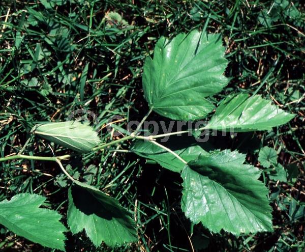 White blooms; Deciduous; Broadleaf; North American Native