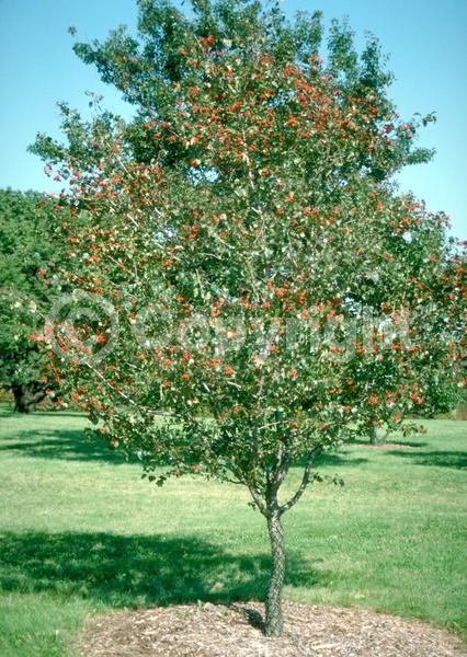 White blooms; Deciduous; Broadleaf; North American Native