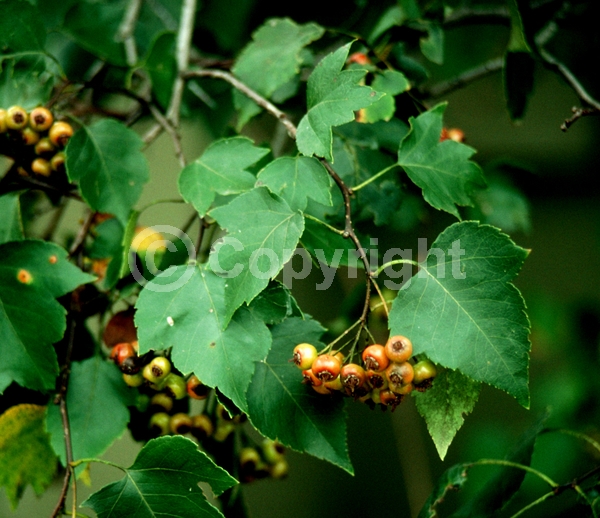White blooms; Deciduous; Broadleaf; North American Native