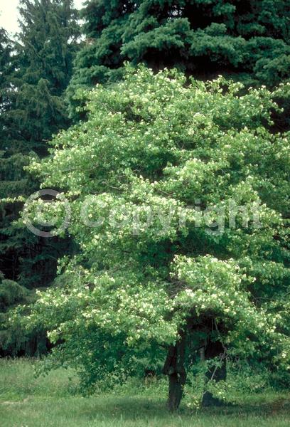 White blooms; Deciduous; Broadleaf; North American Native