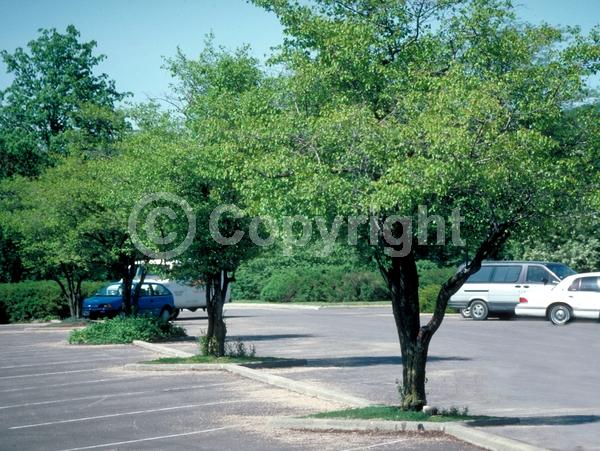 White blooms; Deciduous; Broadleaf; North American Native