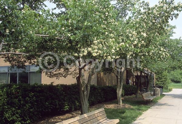 White blooms; Deciduous; Broadleaf; North American Native