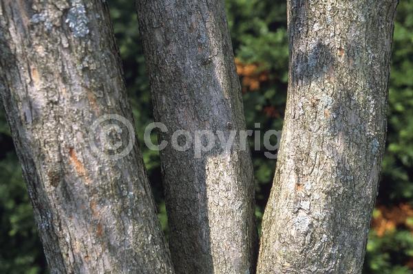 White blooms; Deciduous; Broadleaf; North American Native