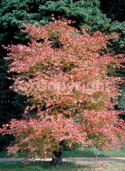 White blooms; Deciduous; Broadleaf; North American Native