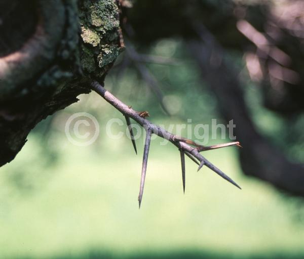 White blooms; Deciduous; Broadleaf; North American Native