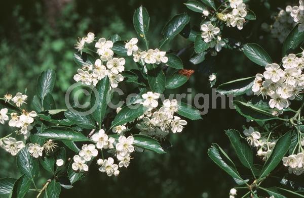 White blooms; Deciduous; Broadleaf; North American Native
