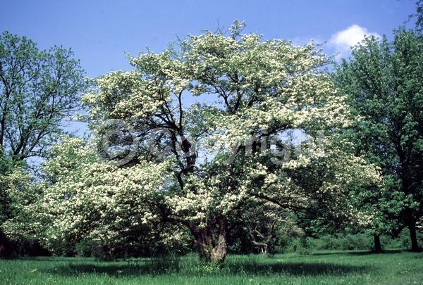 White blooms; Deciduous; Broadleaf; North American Native