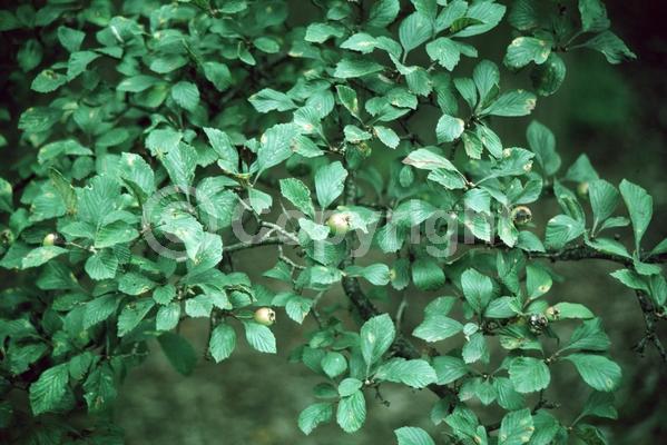 White blooms; Deciduous; Broadleaf; North American Native