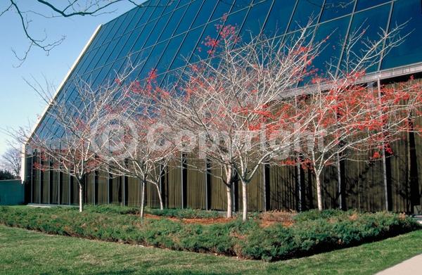 White blooms; Deciduous; Broadleaf; North American Native