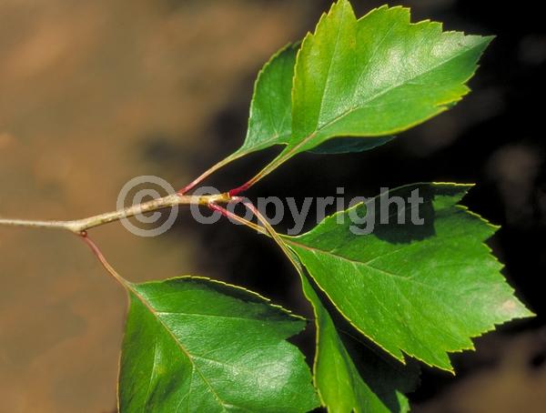 White blooms; Deciduous; Broadleaf; North American Native
