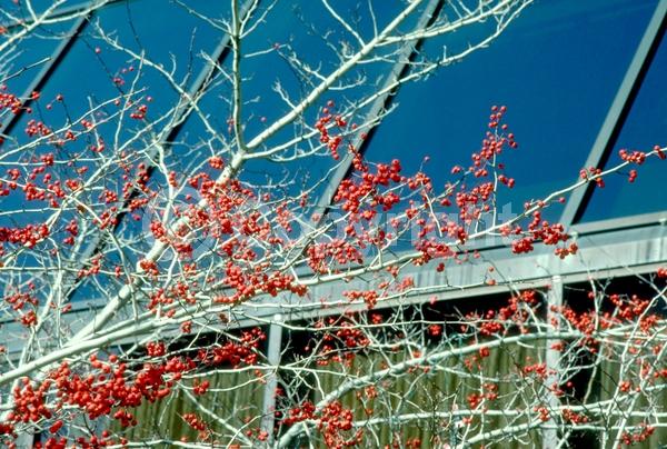 White blooms; Deciduous; Broadleaf; North American Native