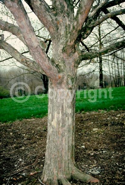 White blooms; Deciduous; Broadleaf; North American Native