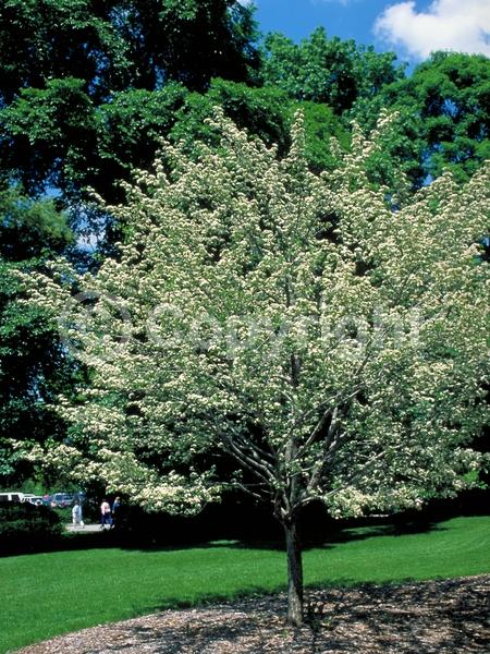 White blooms; Deciduous; Broadleaf; North American Native