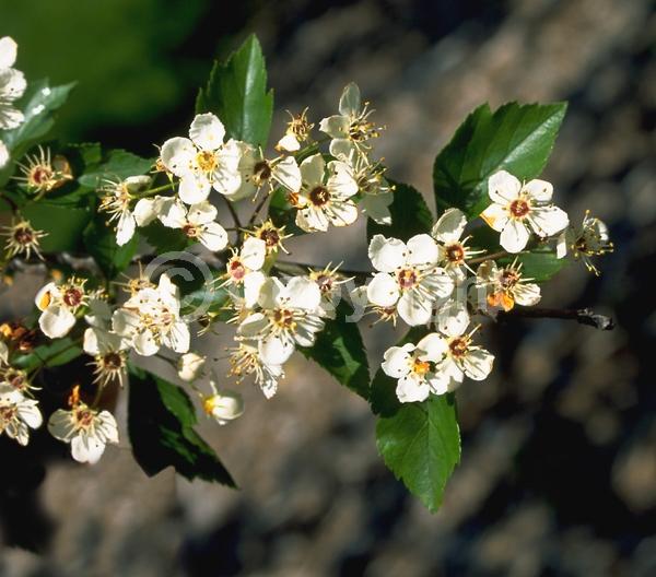 White blooms; Deciduous; Broadleaf; North American Native